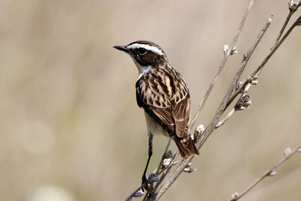 Braunkehlchen- Männchen (Saxicola rubetra)