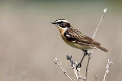 Braunkehlchen- Männchen (Saxicola rubetra)