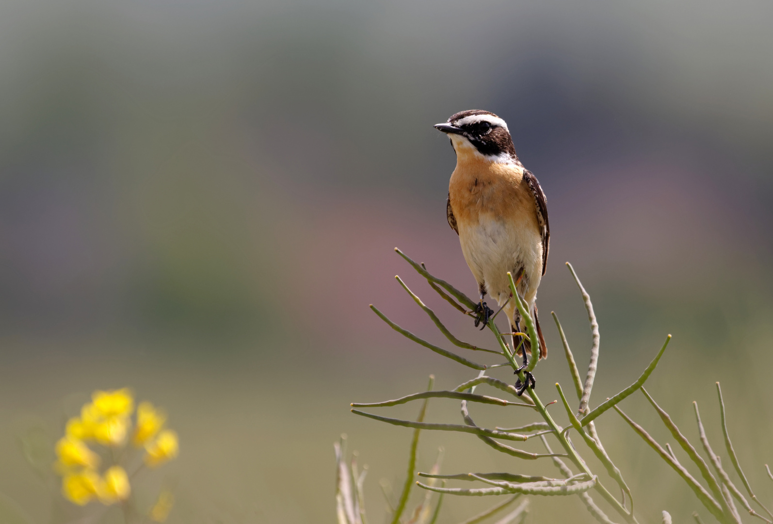 Braunkehlchen- Männchen (Saxicola rubetra)