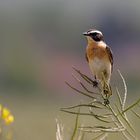 Braunkehlchen- Männchen (Saxicola rubetra)