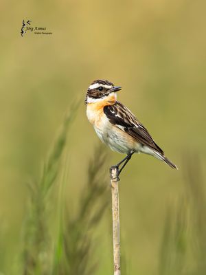 Braunkehlchen // Öland