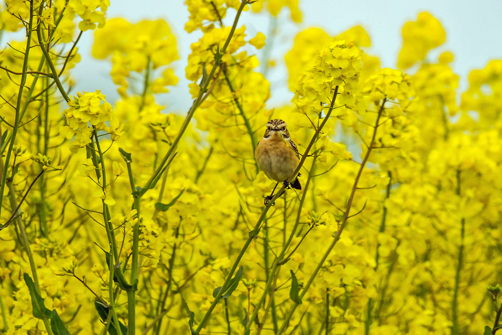 Braunkehlchen / Rapsblüte