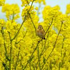 Braunkehlchen / Rapsblüte