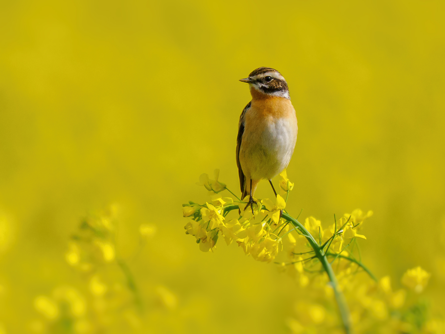 Braunkehlchen  ( saxicola rubetra )