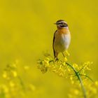 Braunkehlchen  ( saxicola rubetra )