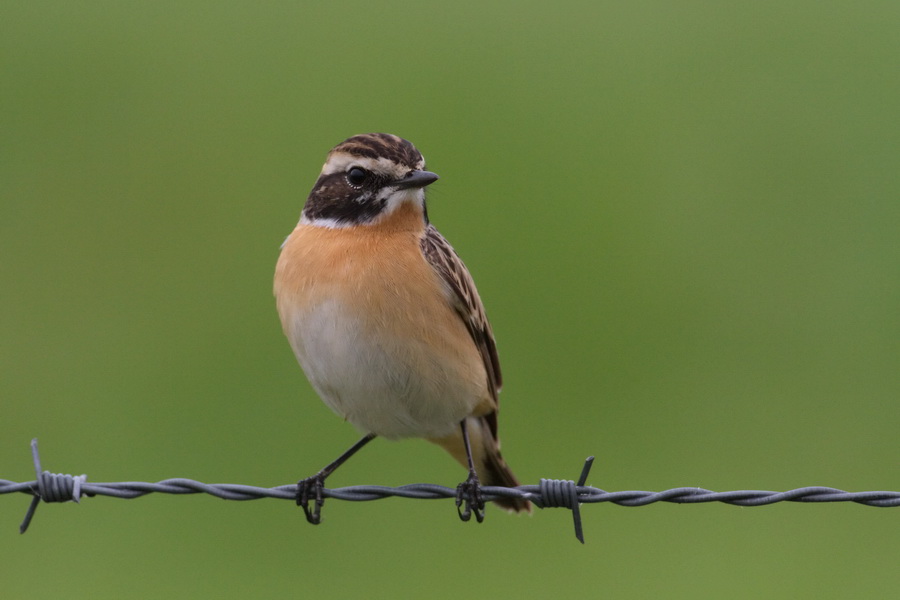 Braunkehlchen ( Saxicola rubetra )