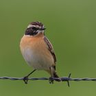 Braunkehlchen ( Saxicola rubetra )