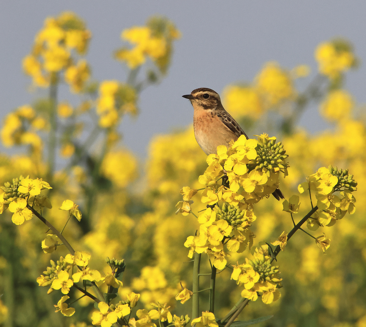 Braunkehlchen Saxicola rubetra