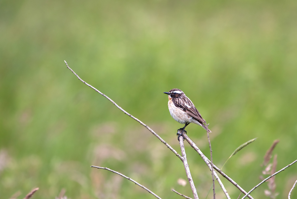 - Braunkehlchen (Saxicola rubetra) -