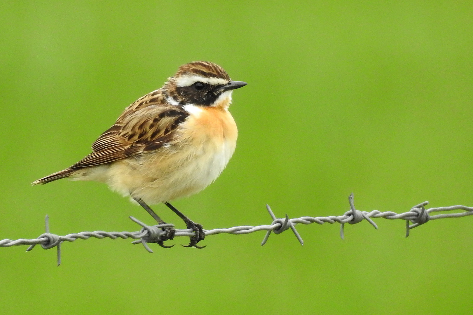 Braunkehlchen (Saxicola rubetra)