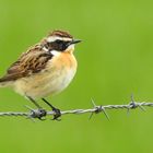 Braunkehlchen (Saxicola rubetra)