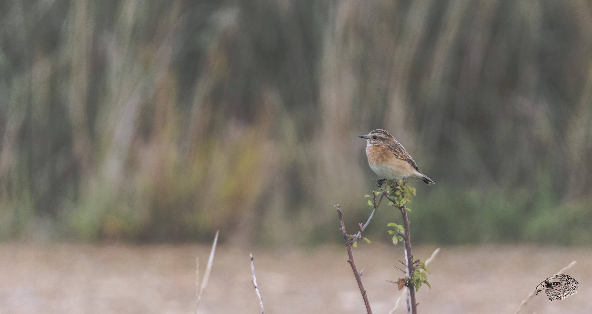 Braunkehlchen (Saxicola rubetra)