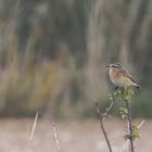 Braunkehlchen (Saxicola rubetra)