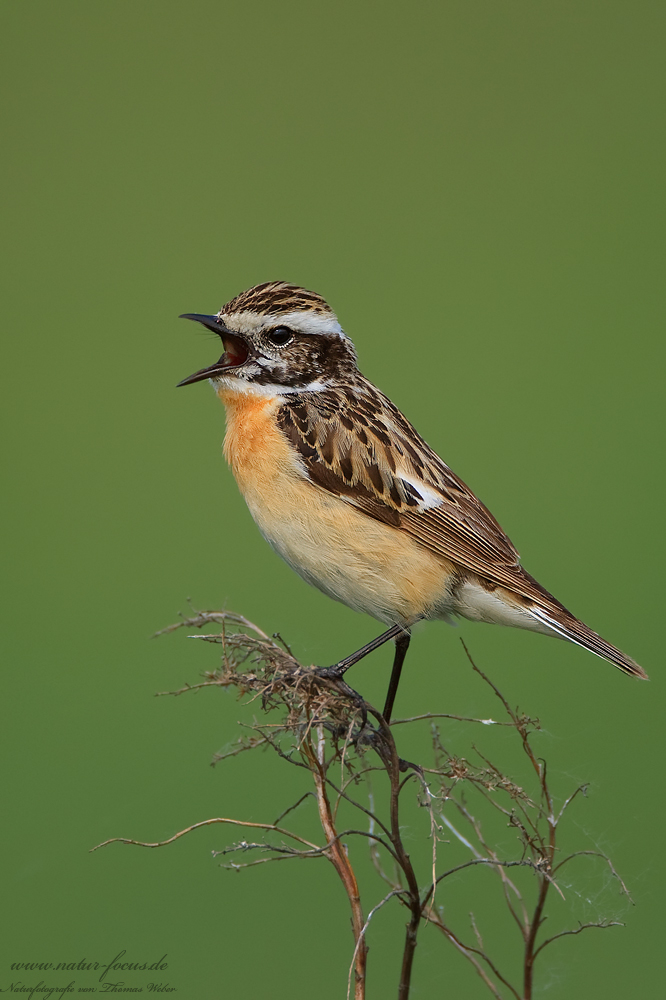 Braunkehlchen (Saxicola rubetra)