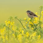 Braunkehlchen (Saxicola rubetra)