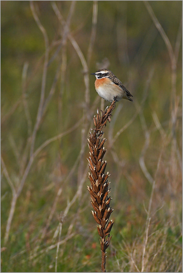 Braunkehlchen  -  Saxicola rubetra