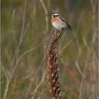 Braunkehlchen  -  Saxicola rubetra