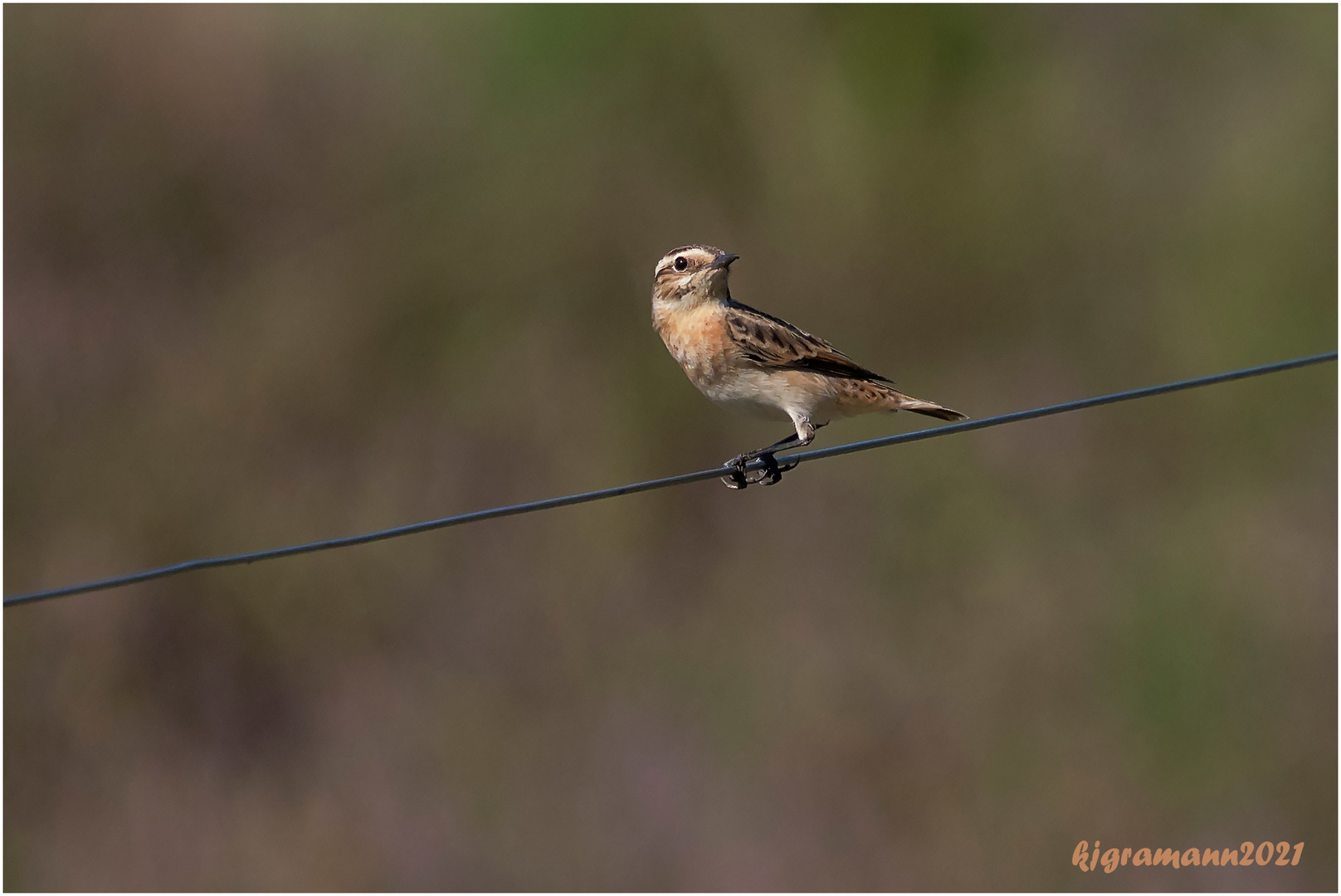 braunkehlchen (saxicola rubetra) ....