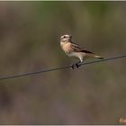 braunkehlchen (saxicola rubetra) ....