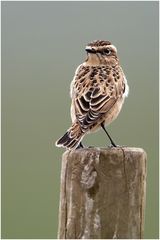 Braunkehlchen (Saxicola rubetra)