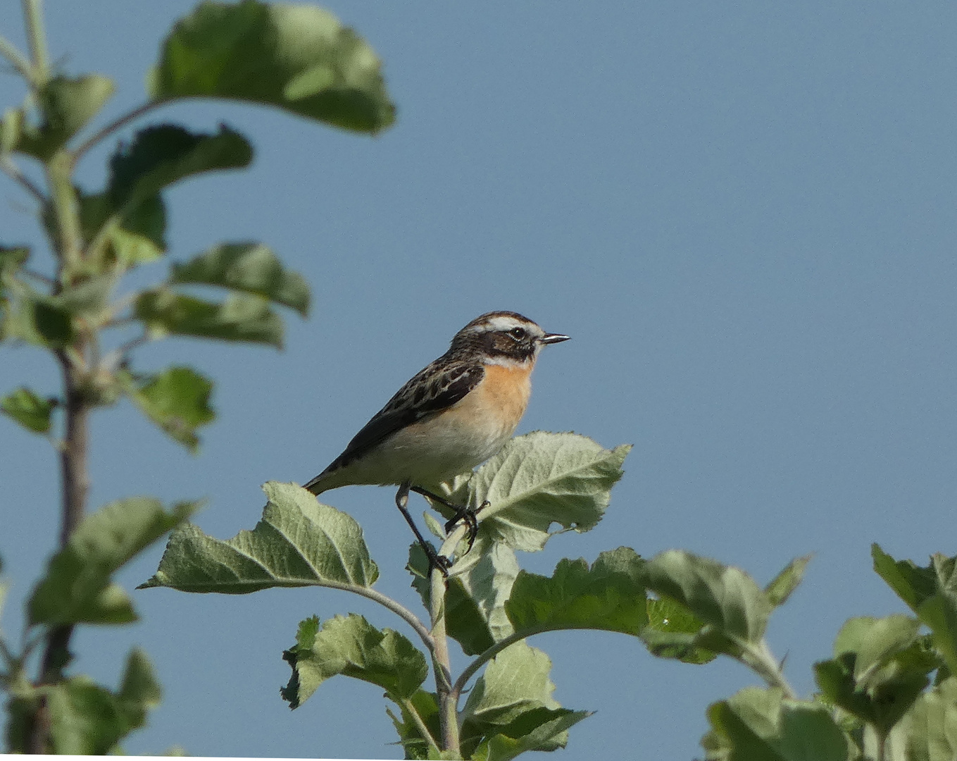 Braunkehlchen (Saxicola rubetra)