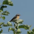 Braunkehlchen (Saxicola rubetra)