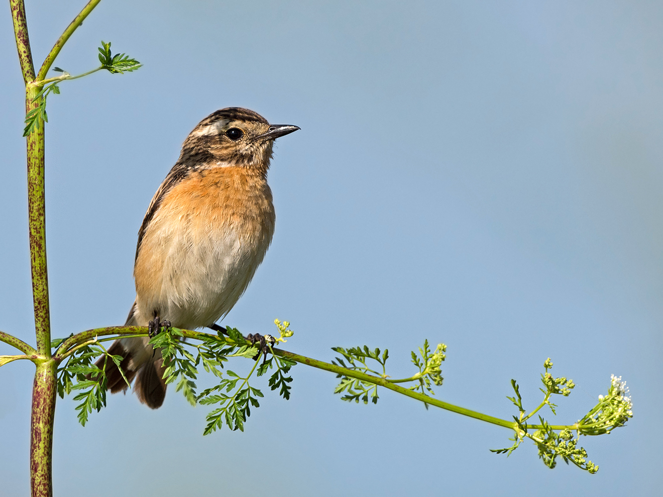 Braunkehlchen (Saxicola rubetra)