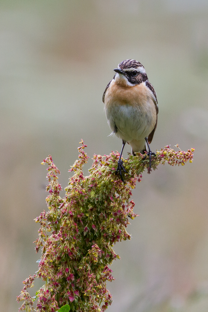 Braunkehlchen (Saxicola rubetra)