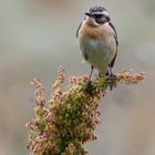 Braunkehlchen (Saxicola rubetra)