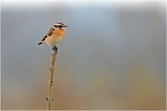 Braunkehlchen (Saxicola rubetra)