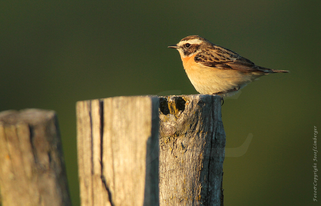  Braunkehlchen (Saxicola rubetra) Copyright Josef Limberger