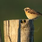  Braunkehlchen (Saxicola rubetra) Copyright Josef Limberger