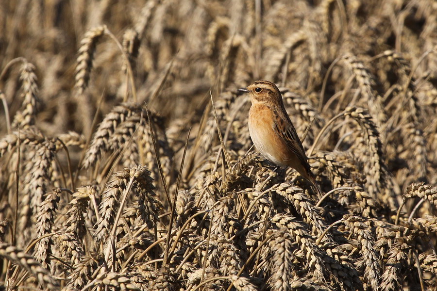 Braunkehlchen ( Saxicola rubetra )