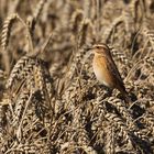 Braunkehlchen ( Saxicola rubetra )