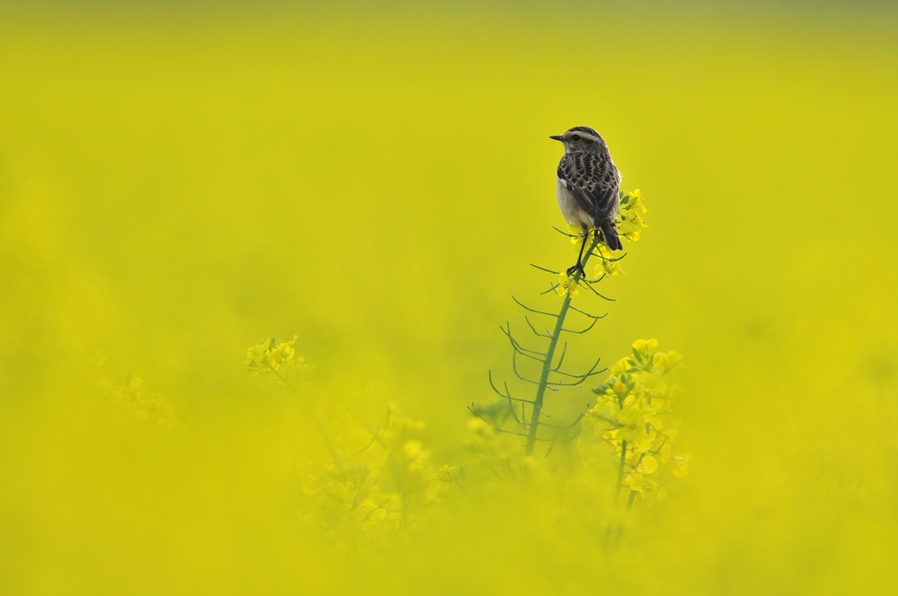 Braunkehlchen (Saxicola rubetra)