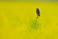 Braunkehlchen (Saxicola rubetra)