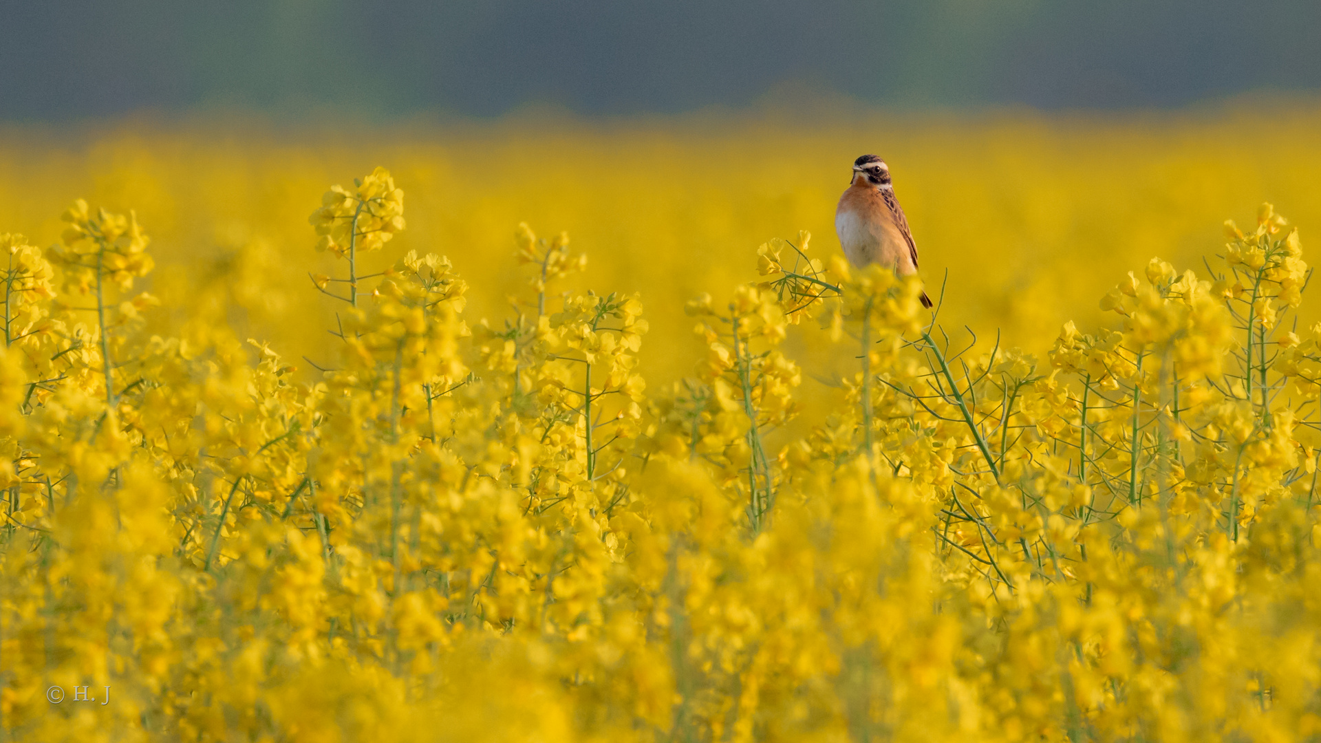 Braunkehlchen (Saxicola rubetra)