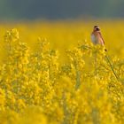 Braunkehlchen (Saxicola rubetra)