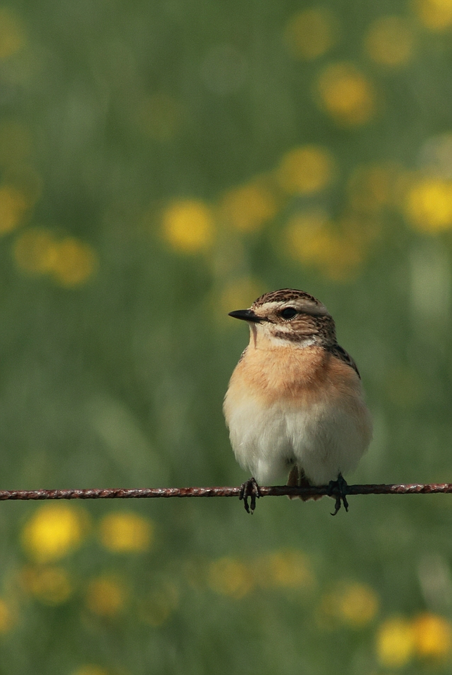 Braunkehlchen (Saxicola rubetra)