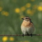 Braunkehlchen (Saxicola rubetra)