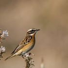 Braunkehlchen  ( Saxicola rubetra ) im Affrodill