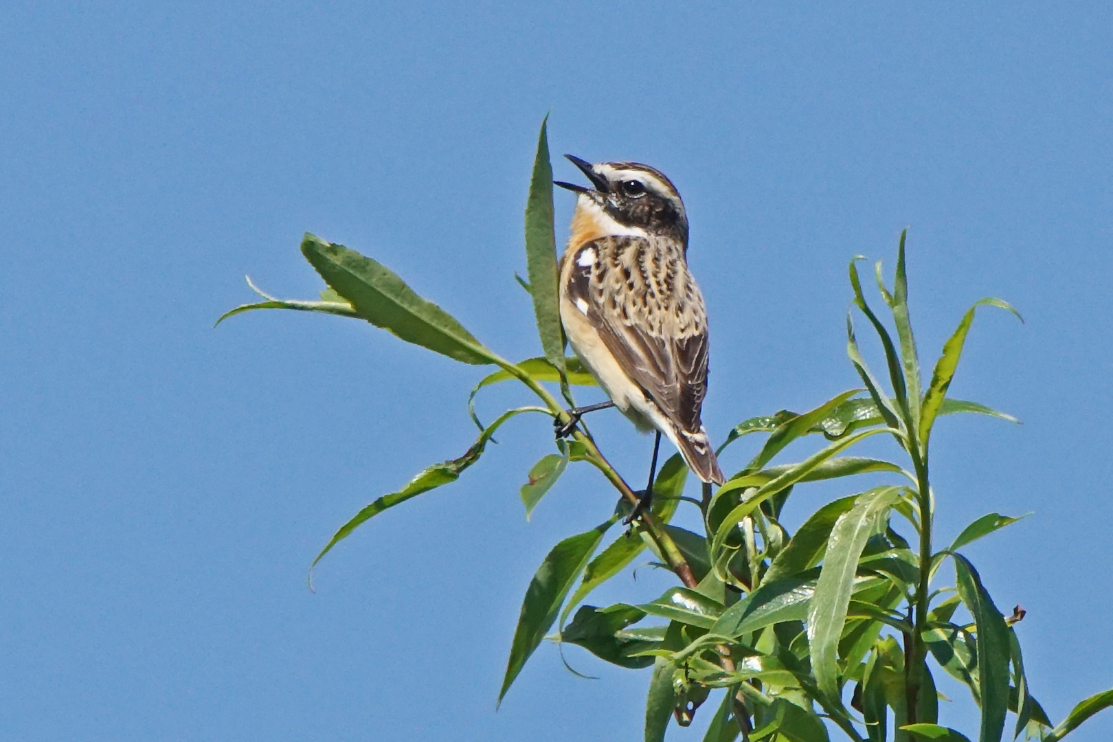 Braunkehlchen (Saxicola rubetra), Männchen