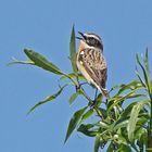 Braunkehlchen (Saxicola rubetra), Männchen