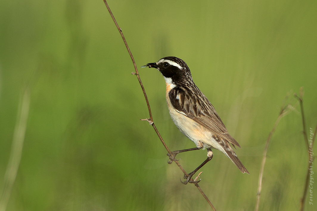 Braunkehlchen (Saxicola rubetra) MännchenCopyright Josef Limberger 