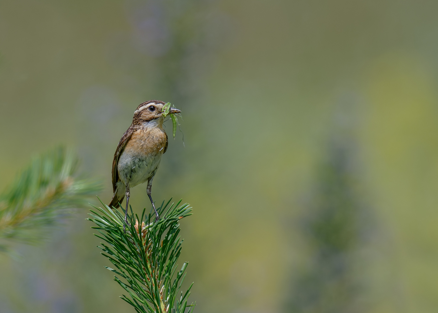 Braunkehlchen (Saxicola rubetra) mit Nymphe (Mantis religiosa)