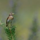 Braunkehlchen (Saxicola rubetra) mit Nymphe (Mantis religiosa)