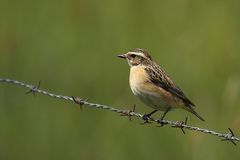 Braunkehlchen (Saxicola rubetra) - Weibchen