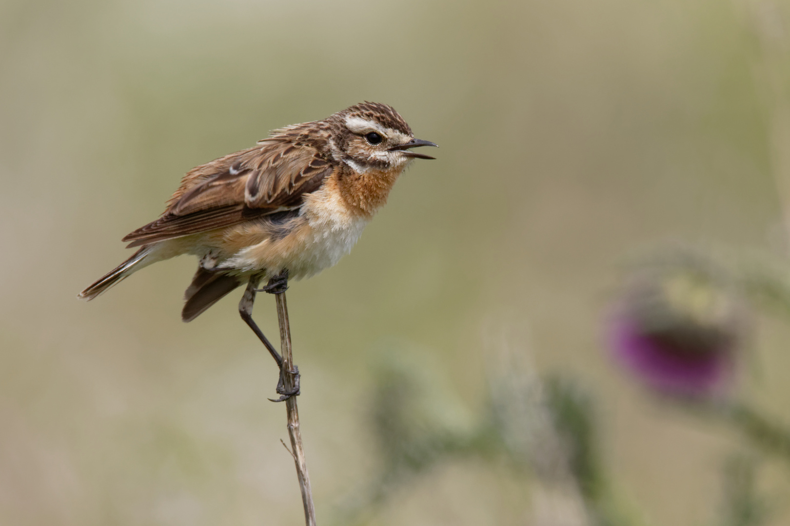 Braunkehlchen (Saxicola rubetra) - Weibchen 