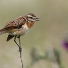 Braunkehlchen (Saxicola rubetra) - Weibchen 