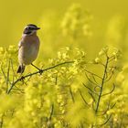 Braunkehlchen und Raps...und eine ungewisse Zukunft